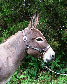 Critter Haven Farm Miniature Donkeys